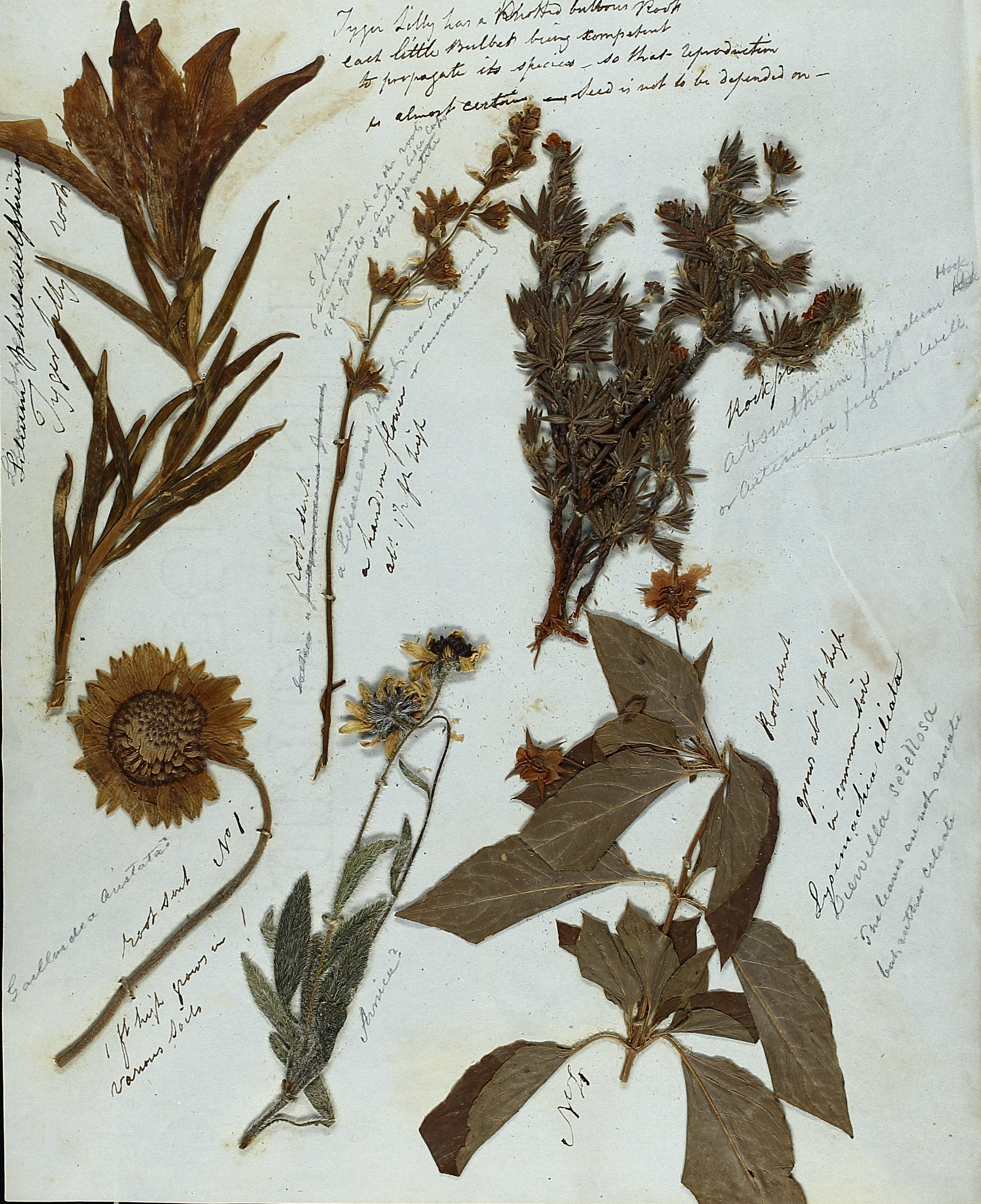 Herbarium sheet containing dried plants