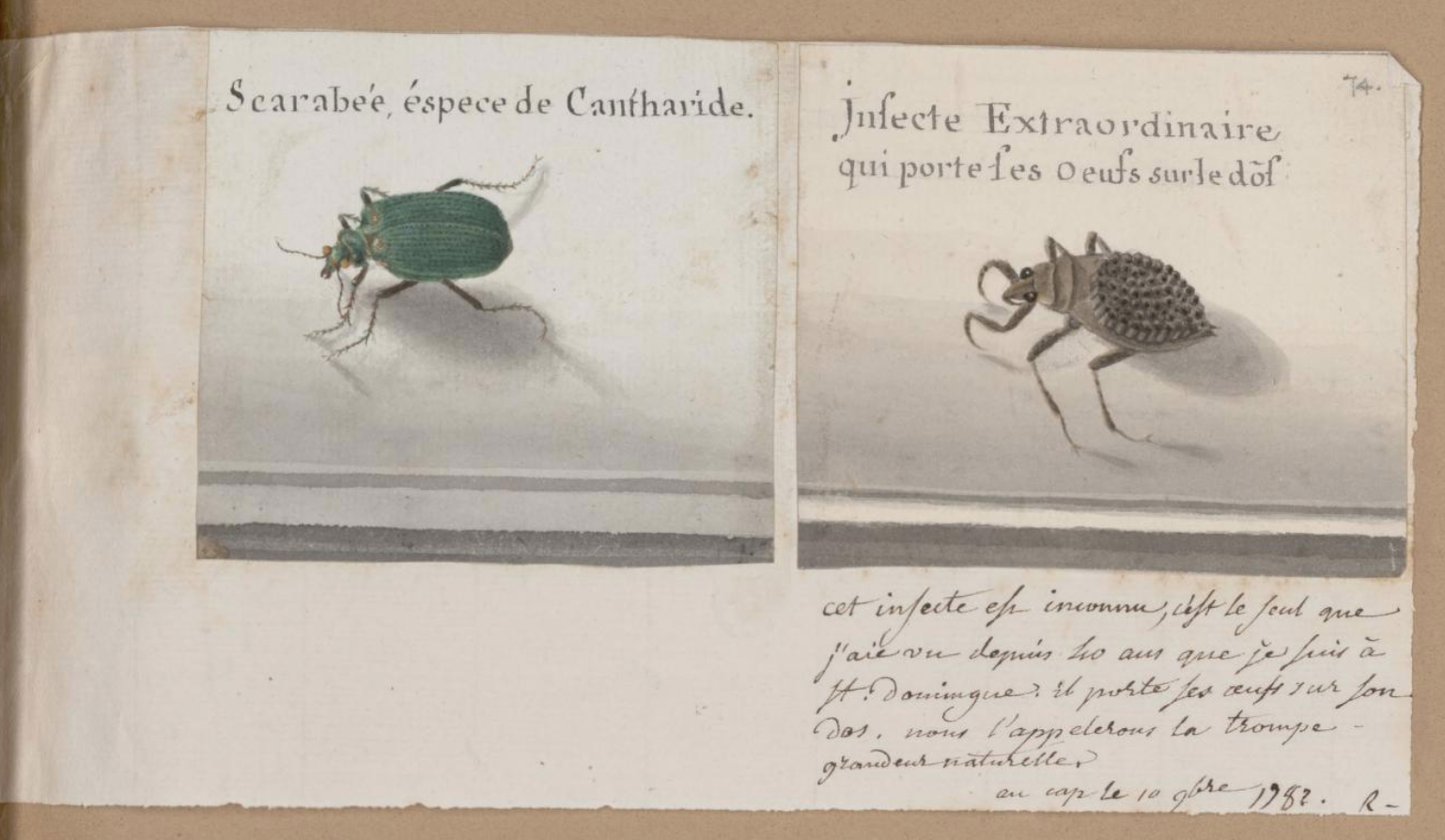 Essays | Essais – Hidden Hands in Colonial Natural Histories